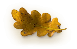 home_herbal_pic4