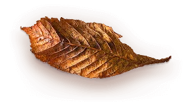 home_herbal_pic5
